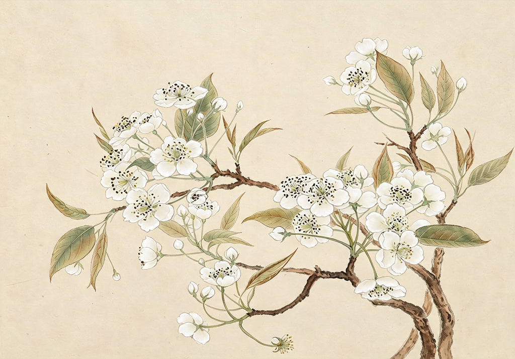 White pear blossoms and soft green leaves on a dark branch over a warm parchment ground