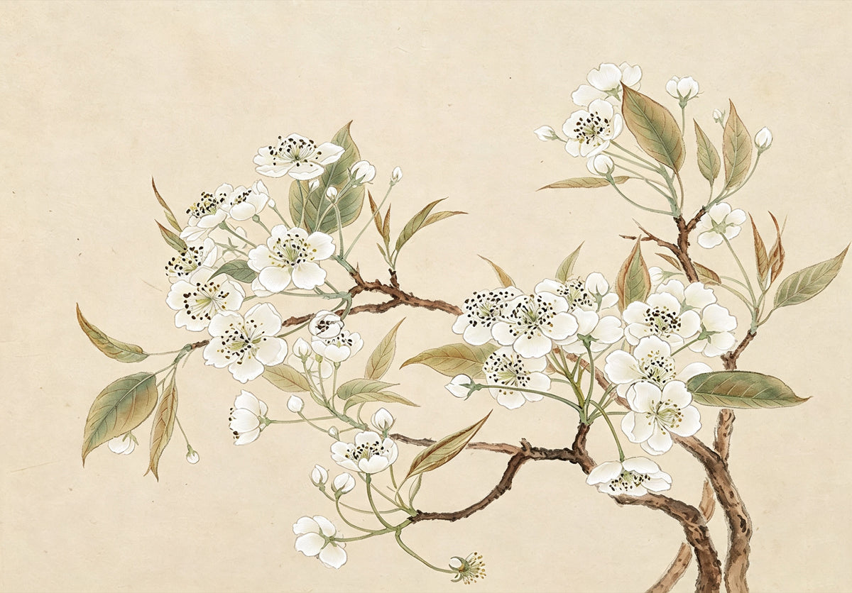 White pear blossoms and soft green leaves on a dark branch over a warm parchment ground