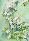 A curving branch of white apple blossoms in fresh green watercolor washes
