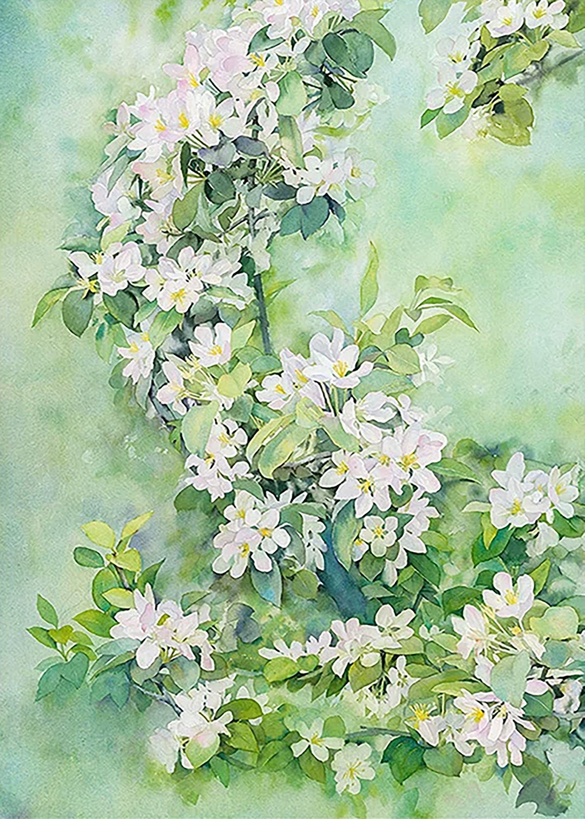 A curving branch of white apple blossoms in fresh green watercolor washes