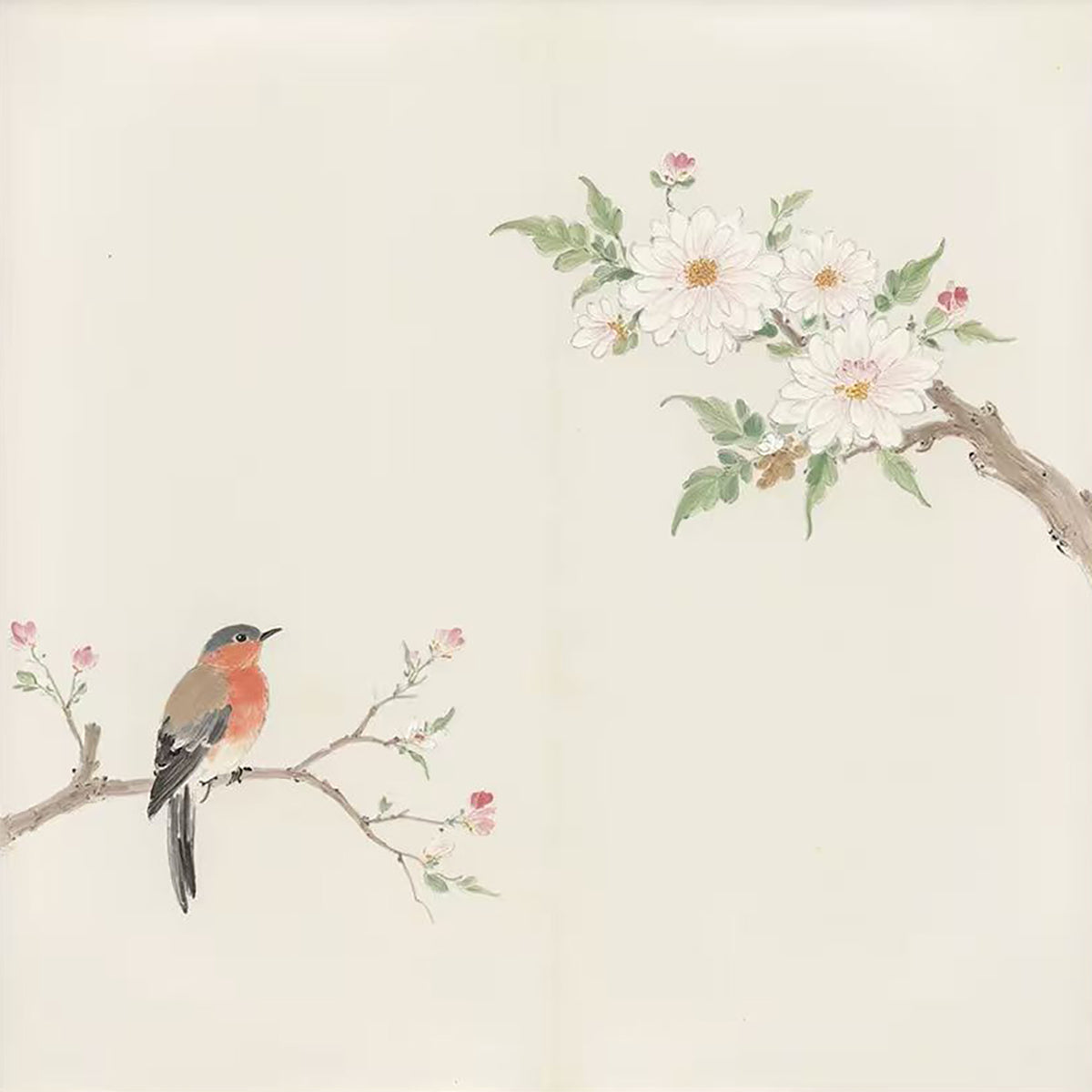 A robin on a slender branch below white blossoms on cream