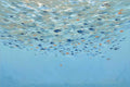 A shoal of tiny fish drifting through clear blue water
