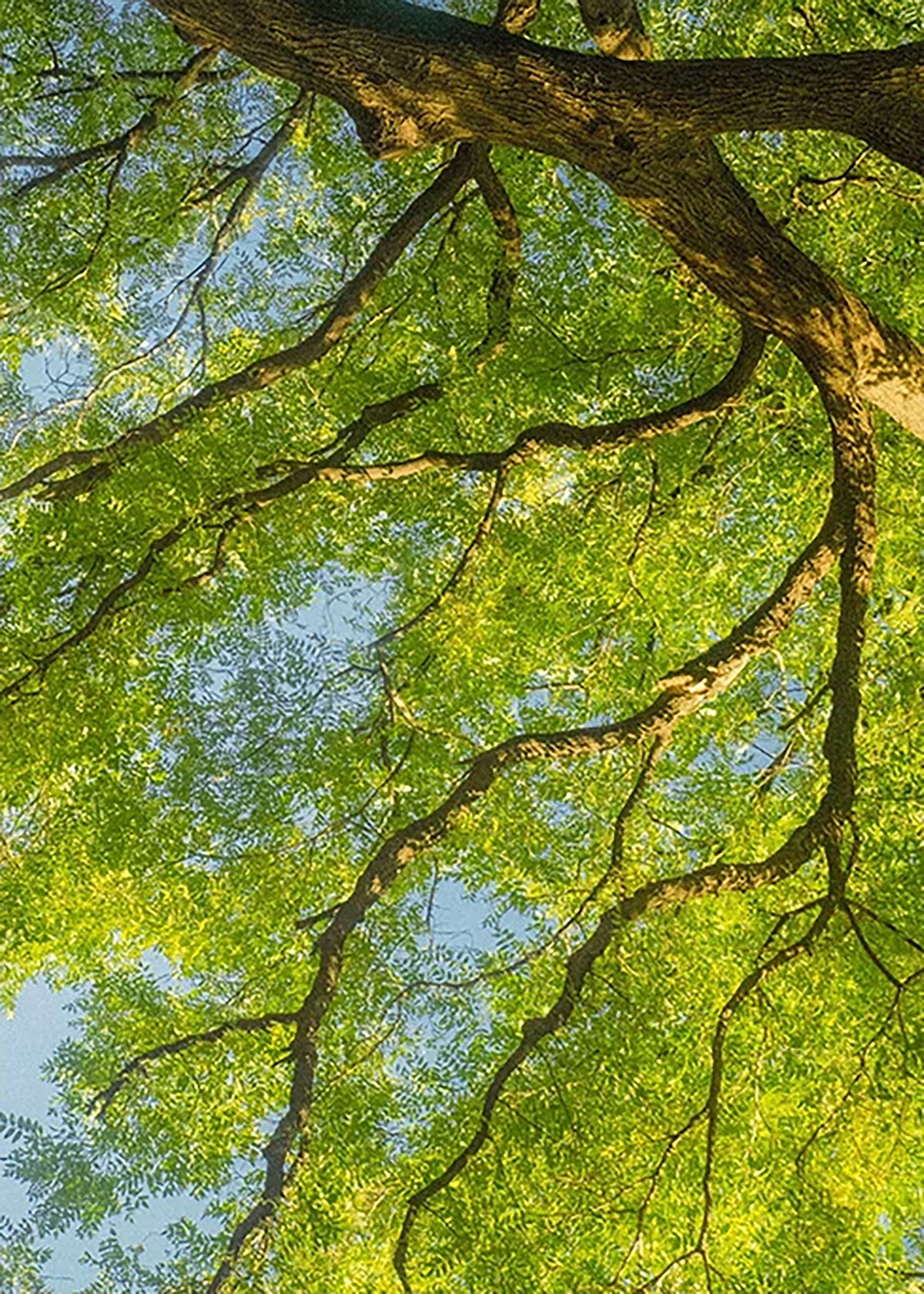 Looking up through sunlit green leaves and dark branches to a patch of blue sky