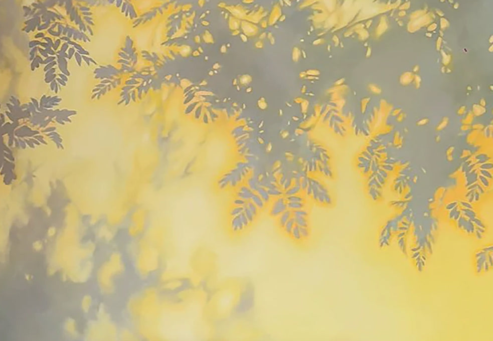 Soft grey leaf shadows across a glowing yellow wall
