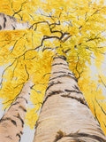Looking up through white birch trunks into a bright yellow canopy