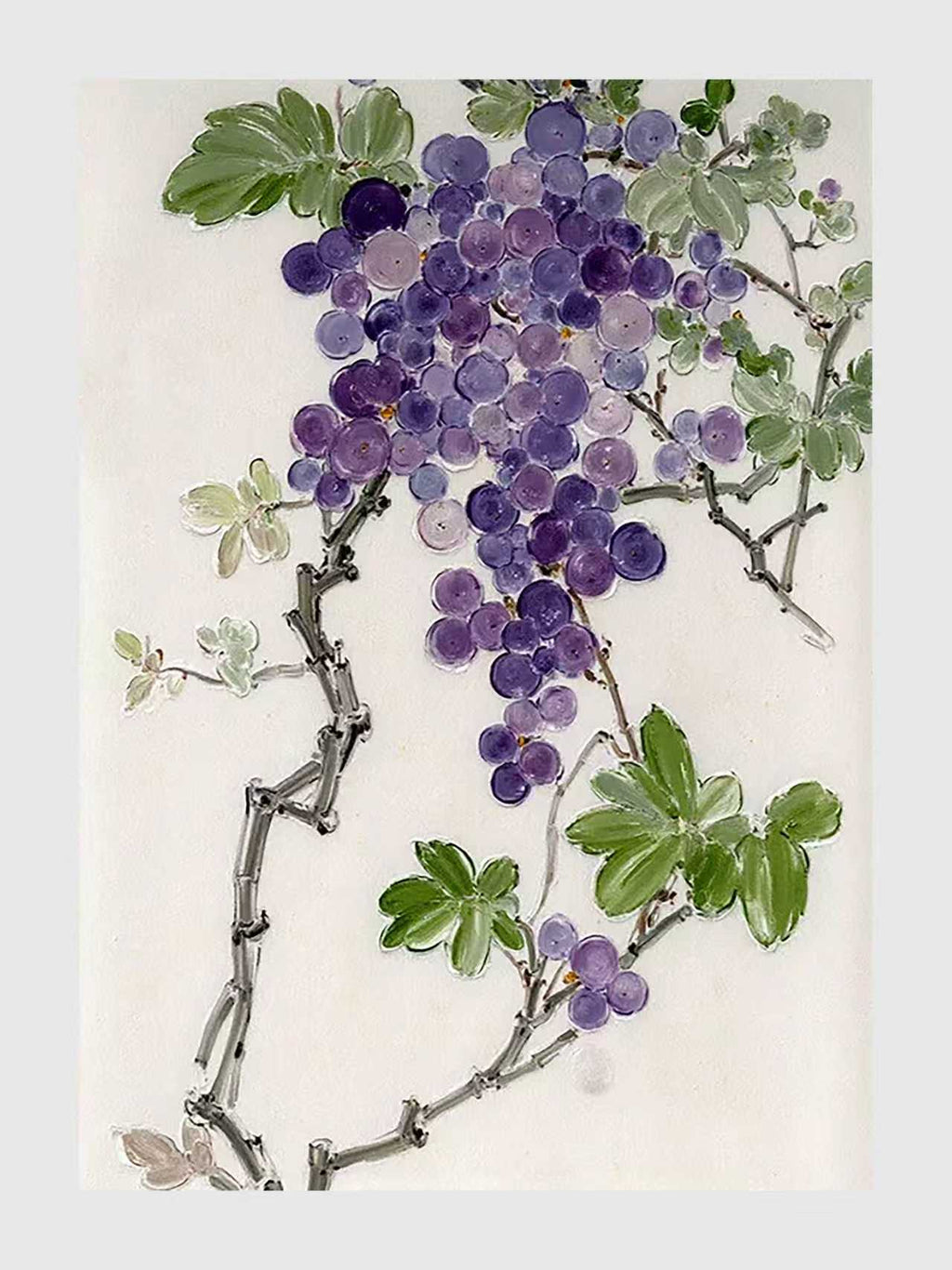 A heavy cluster of purple grapes hanging from a twisted vine among green leaves, in ink and color