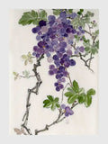 A heavy cluster of purple grapes hanging from a twisted vine among green leaves, in ink and color