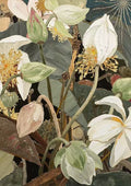 White lotus flowers with golden stamens and buds crowded among dark leaves