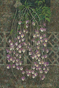 Pale lilac orchids cascading down in front of a weathered garden trellis