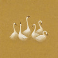 A small flock of white swans gathered together on a warm mustard ground