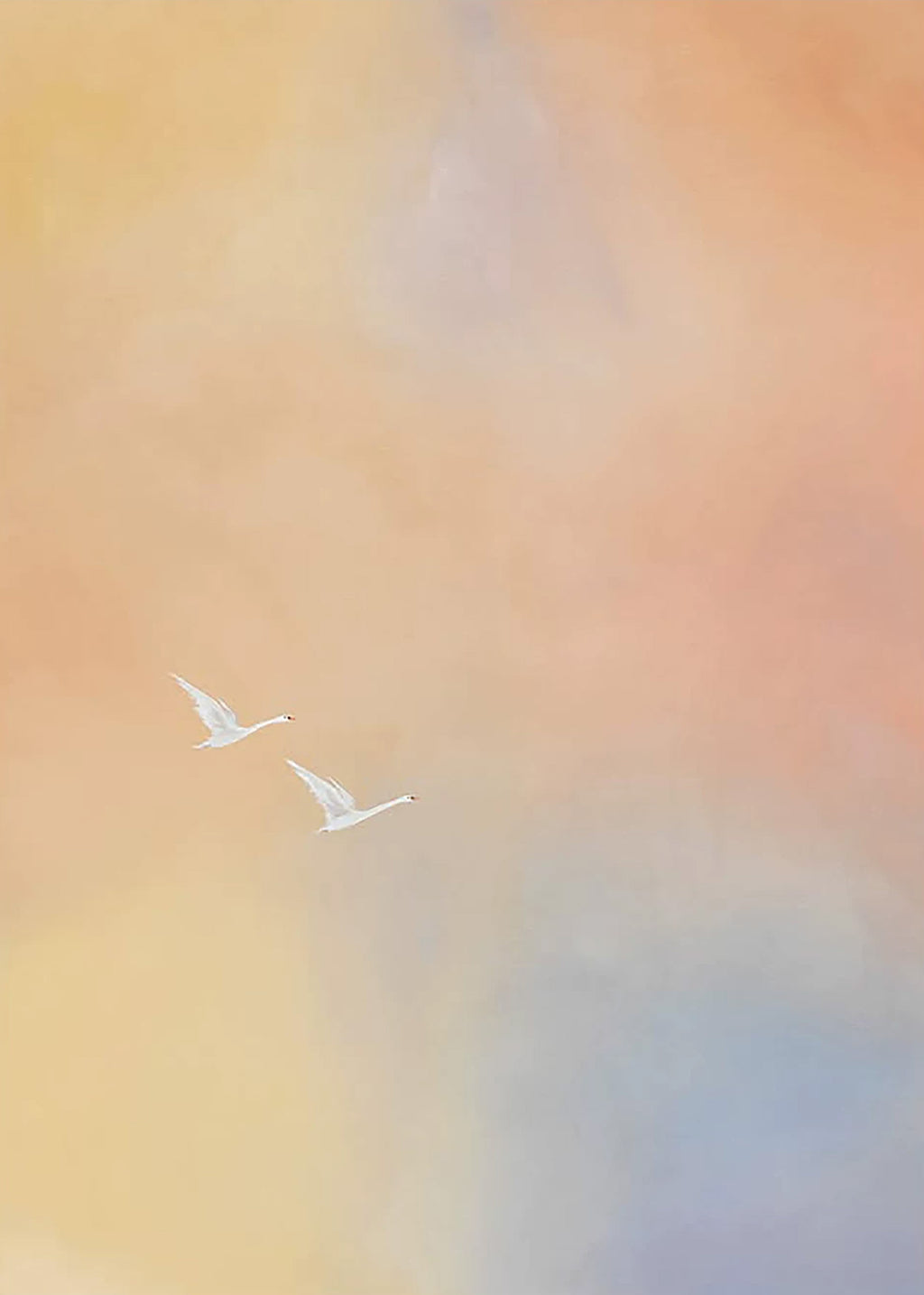 Two white swans flying through a soft haze of peach, gold and lilac