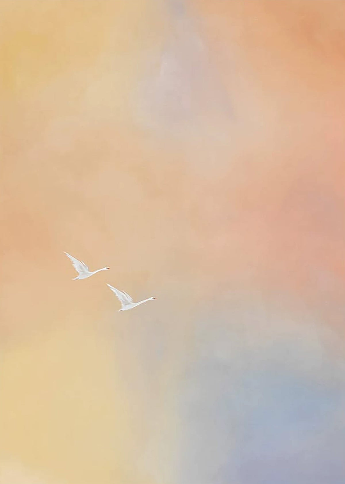 Two white swans flying through a soft haze of peach, gold and lilac