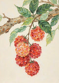 A cluster of ripe red lychees in raised paint hanging from a branch with glossy leaves
