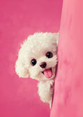A fluffy white puppy peeking out from behind a pink wall, tongue out