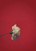 A single white carnation on a long stem against a deep, flat crimson ground