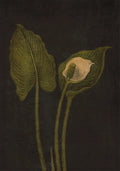 A single peace lily bloom and leaf rising against a deep black ground