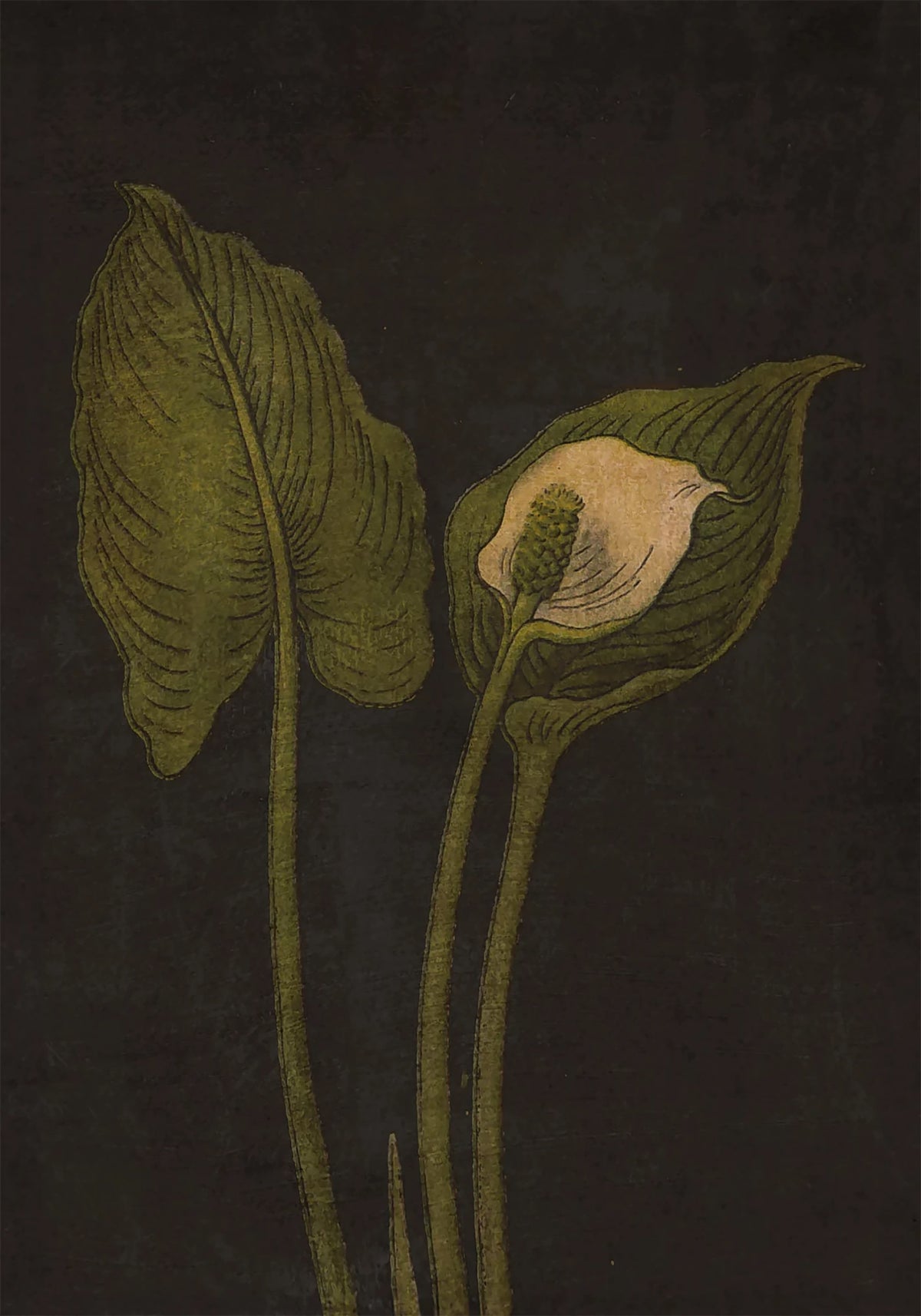 A single peace lily bloom and leaf rising against a deep black ground