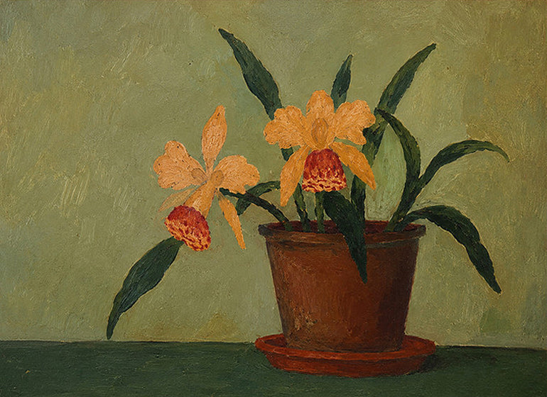 Two yellow orchids with ruffled red lips in a terracotta pot on a sage green ground