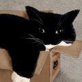 A black-and-white cat squeezed contentedly into a cardboard box, eyes glowing gold