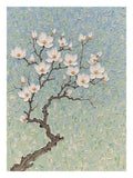 White magnolia blossoms on a gnarled branch against a textured blue-green ground