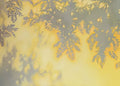 Soft fern-leaf shadows drifting across a glowing yellow ground