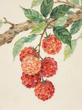 A cluster of ripe red lychees hanging from a leafy branch on a cream ground